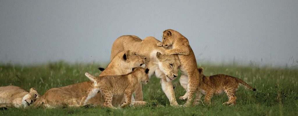 photo-safari