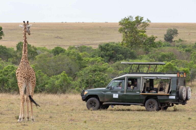 Game drivesEnjoy the wildlife safari in our vehicles with an experienced guide