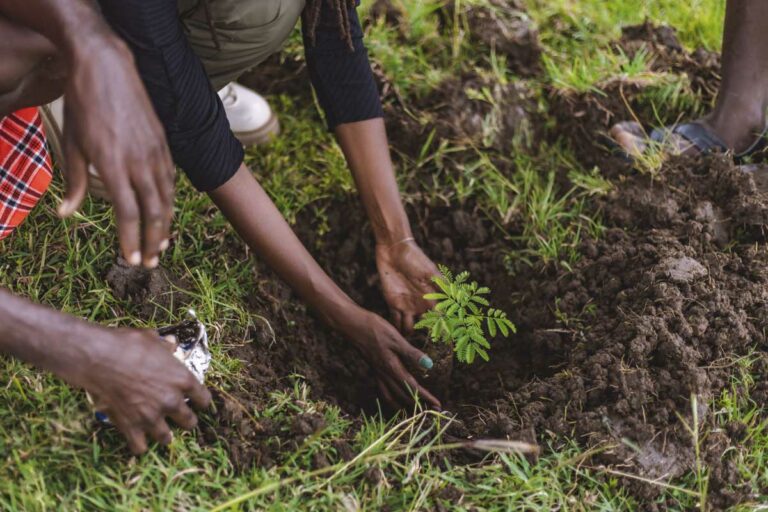 Nature walk & Tree Planting