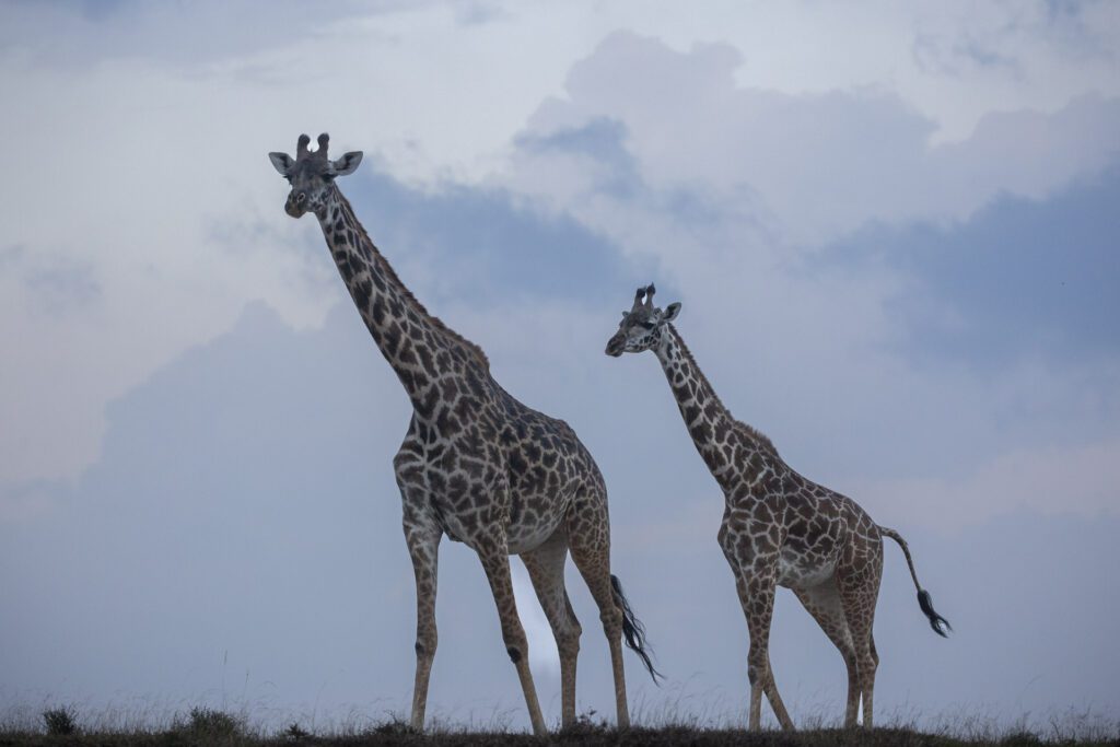 Masai Mara photography tours