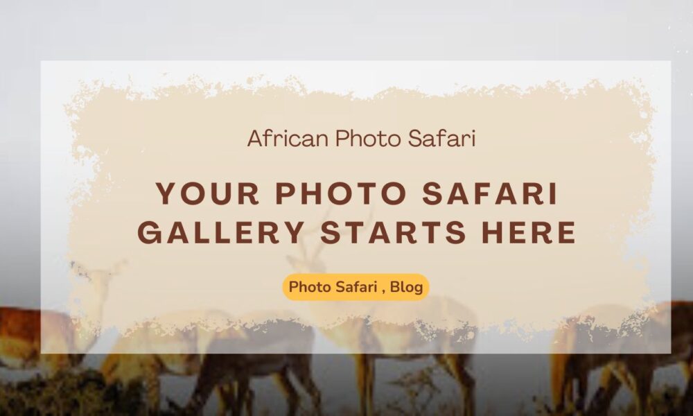 your-photo-safari-gallery-starts-here