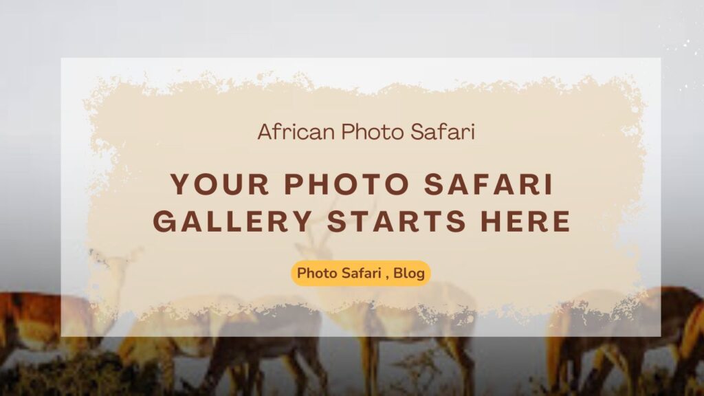 your-photo-safari-gallery-starts-here