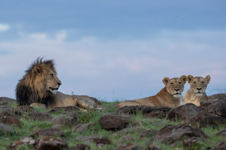 Masai Mara photography tours