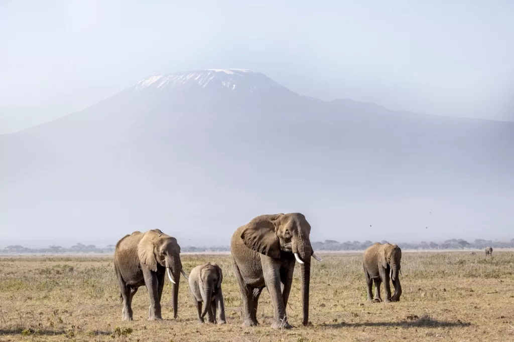Masai Mara tour packages