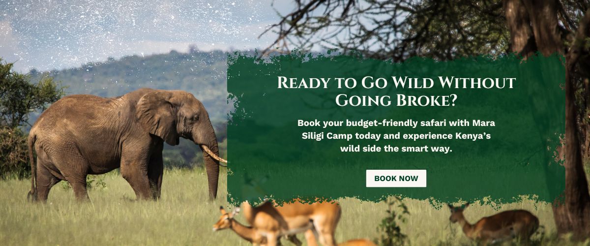 Masai Mara tour packages