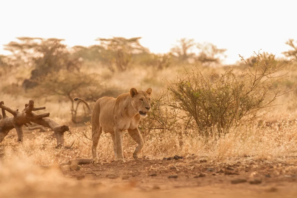 masai mara safari packages