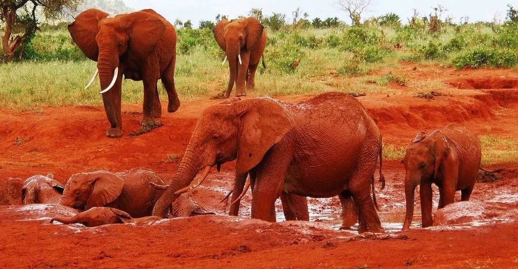 tsavo-east-and-tsavo-west