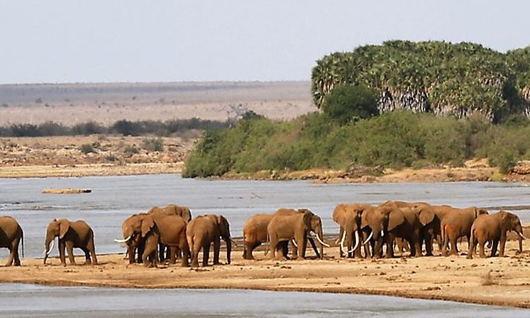 photography-safari-africa