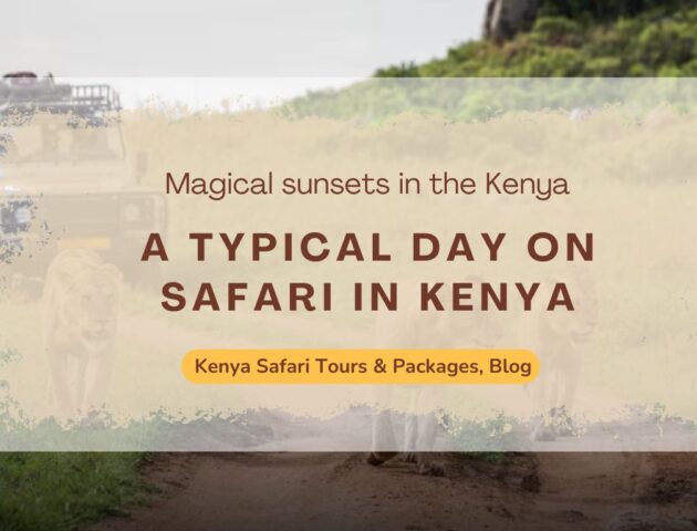 what-to-expect-a-typical-day-on-safari-in-kenya