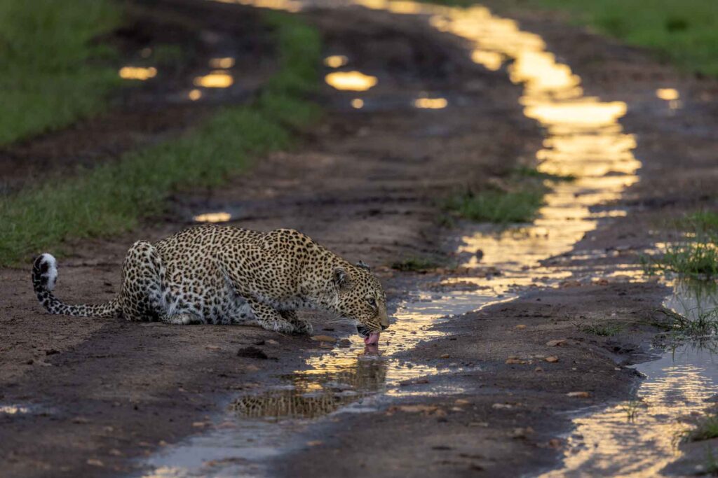 masai mara safari