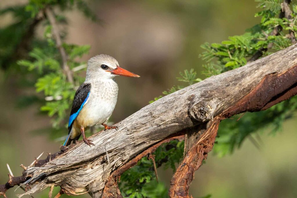 Masai Mara photography tour packages
