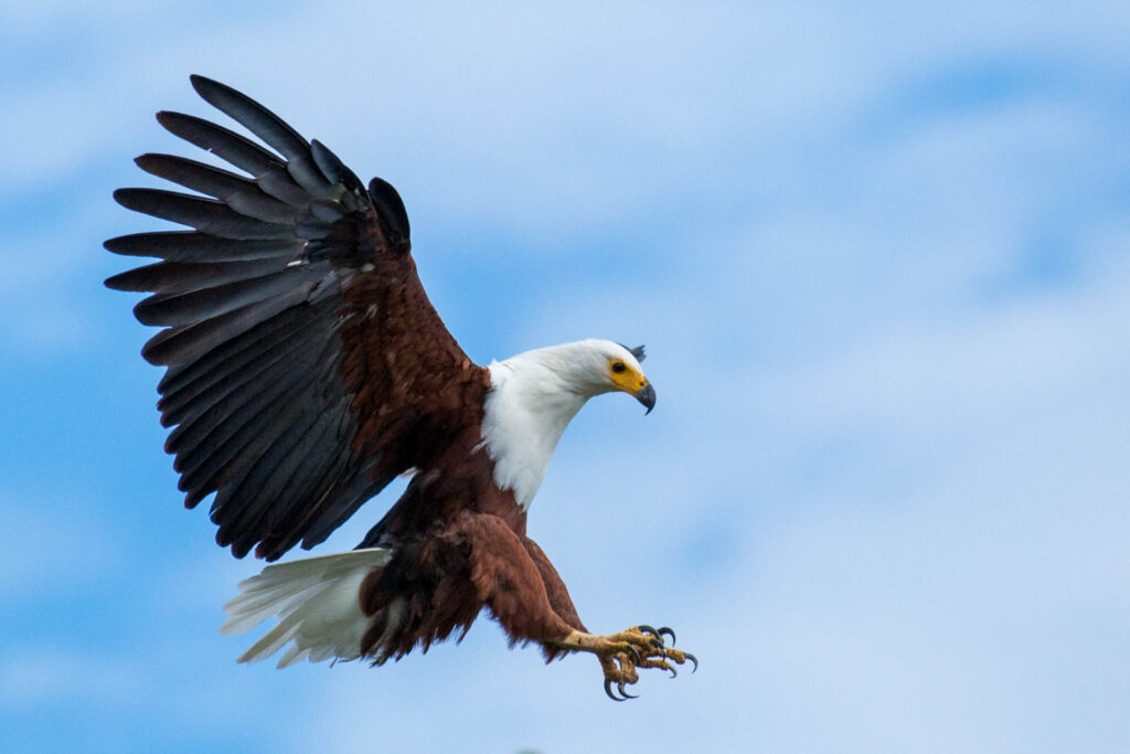 Masai Mara photography tour packages