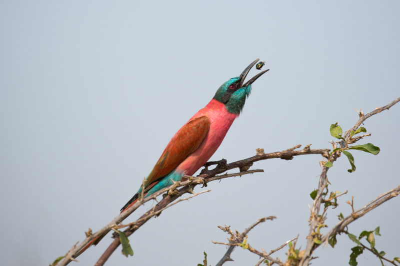 Masai Mara photography tour packages