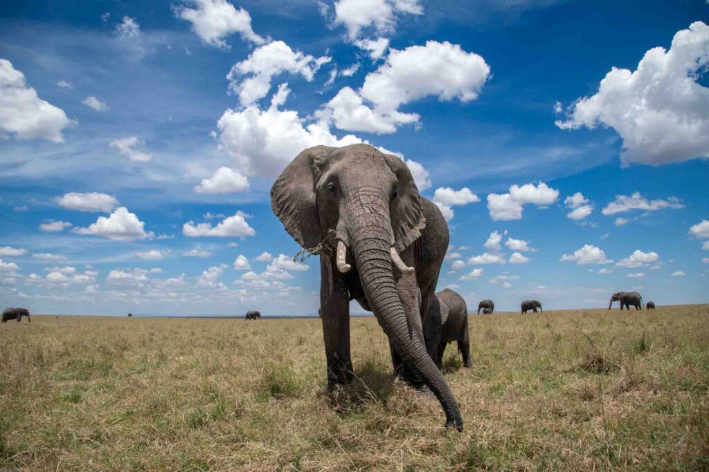 Masai Mara tour packages