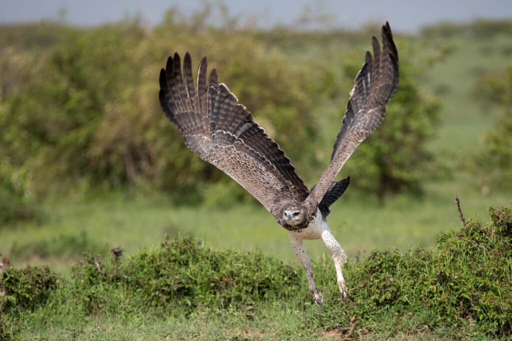 Masai Mara photography tour