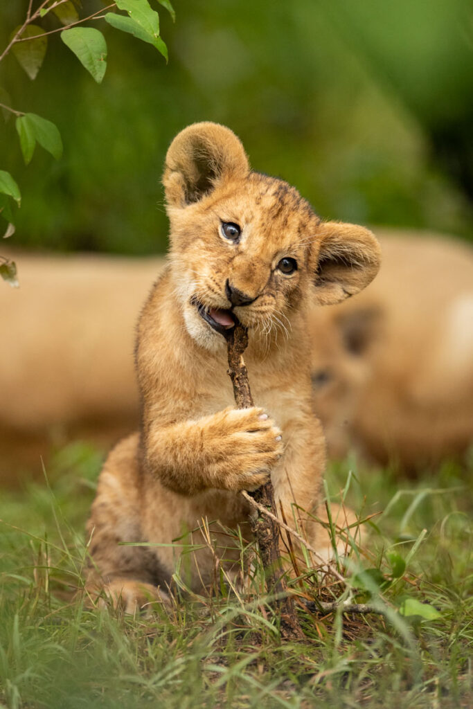masai mara tour packages
