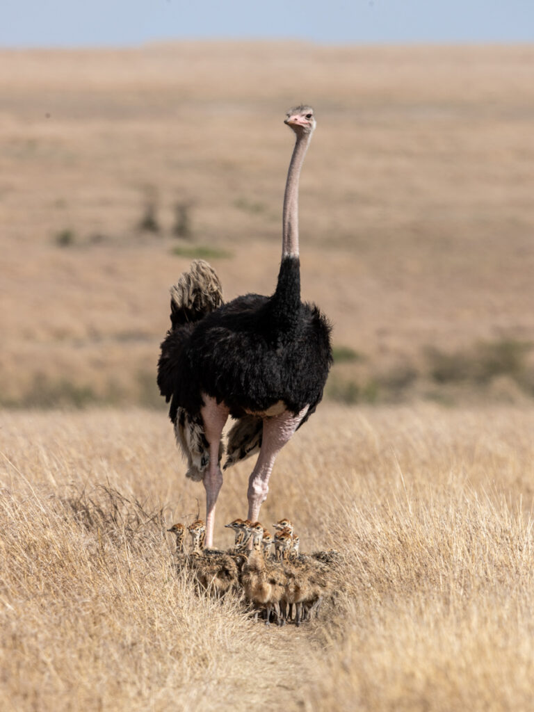 Masai Mara photography tour packages