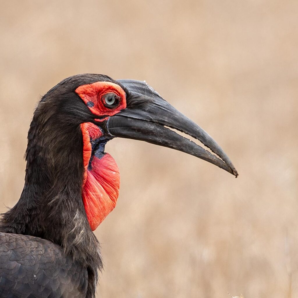 Masai Mara photography tour