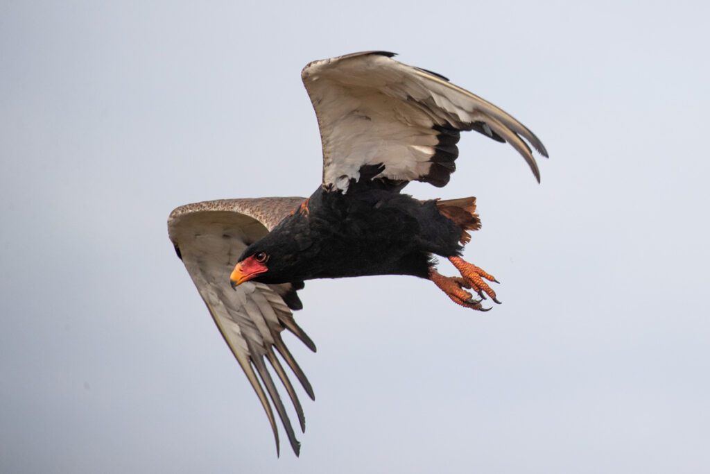 Masai mara photography tour