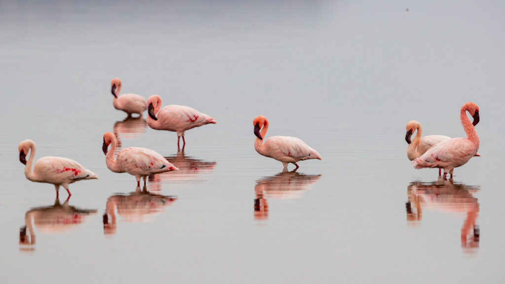 masai mara photography tour packages