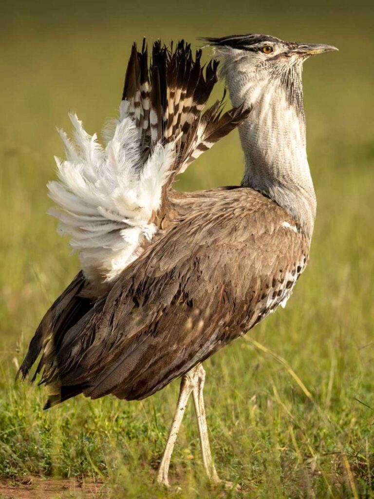 Masai Mara photography tour packages