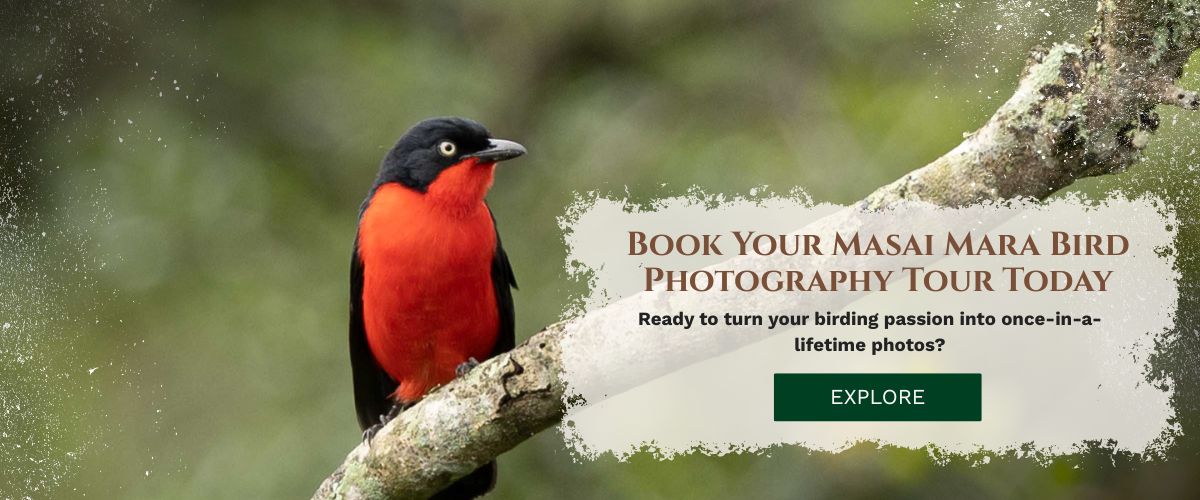 Masai Mara photography tour packages