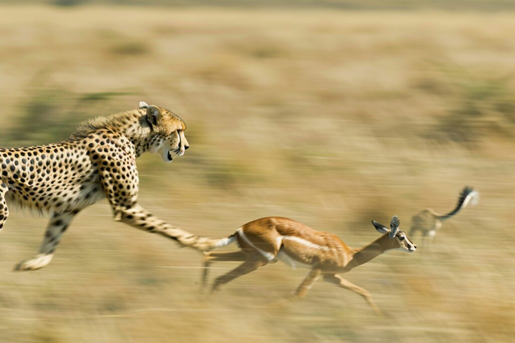 Masai Mara photography tour