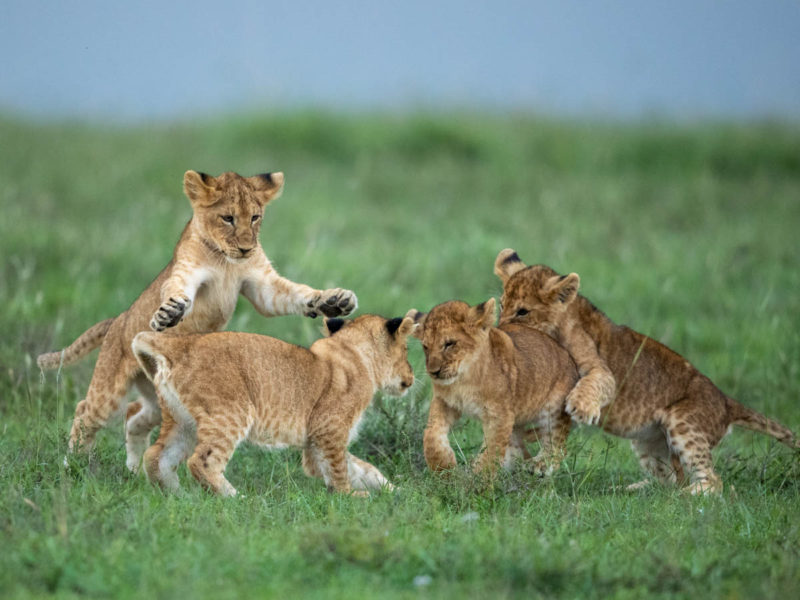 masai-mara-safari