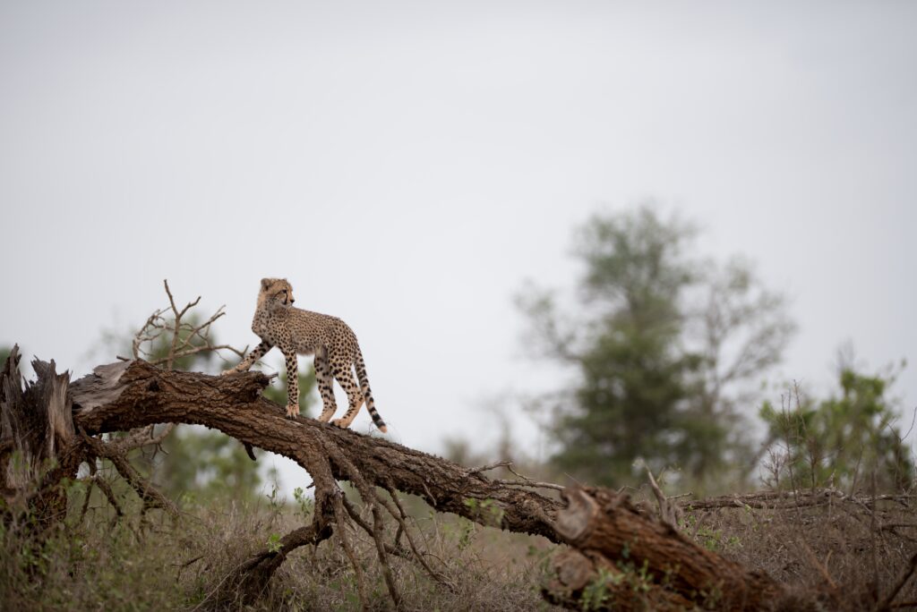 masai-mara-photography-tour-