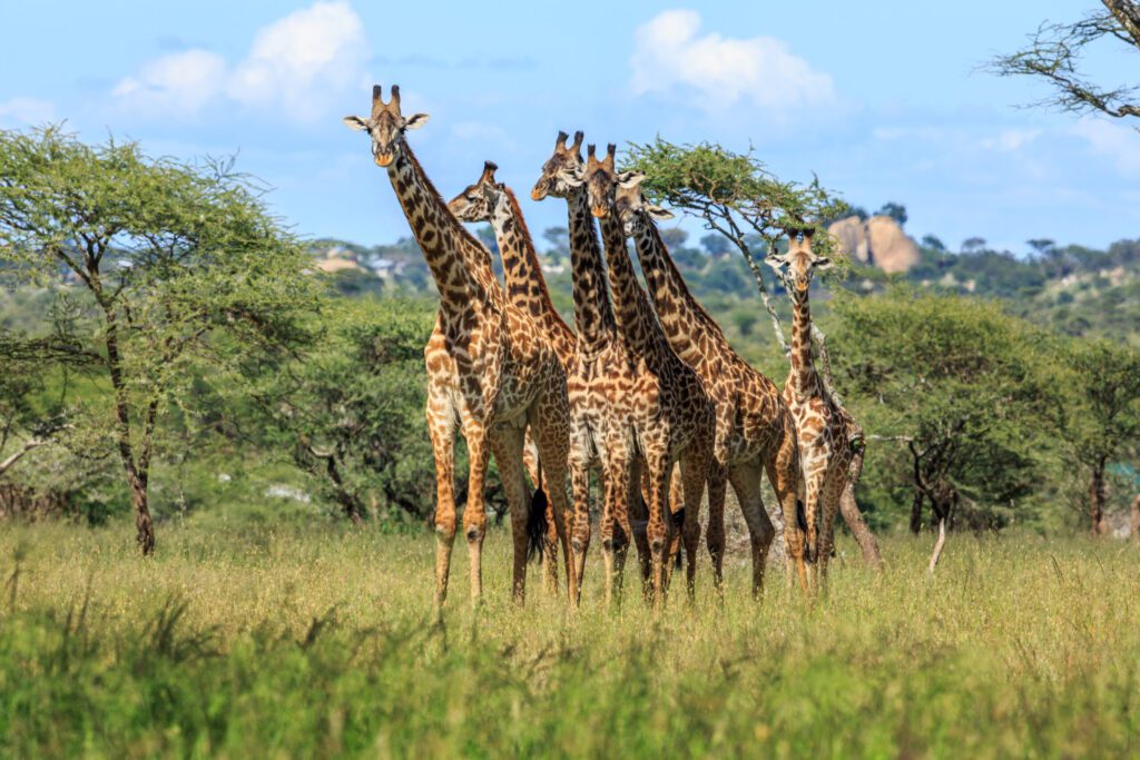 masai-mara-photography-tour-packages