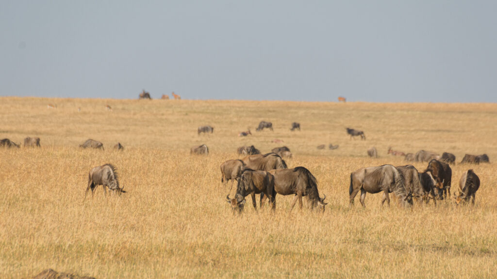 masai-mara-safari
