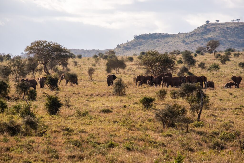 masai-mara-photography-tour-packages