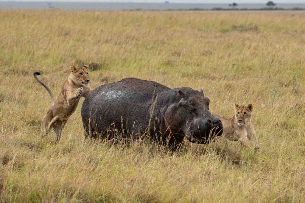masai-mara-lodge