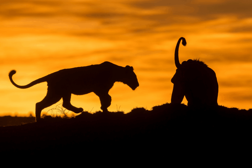 Masai Mara photography tour packages