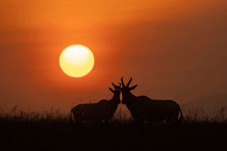 Masai Mara photography tours