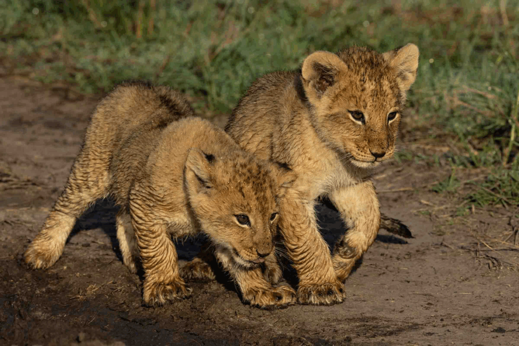 masai mara photography tour