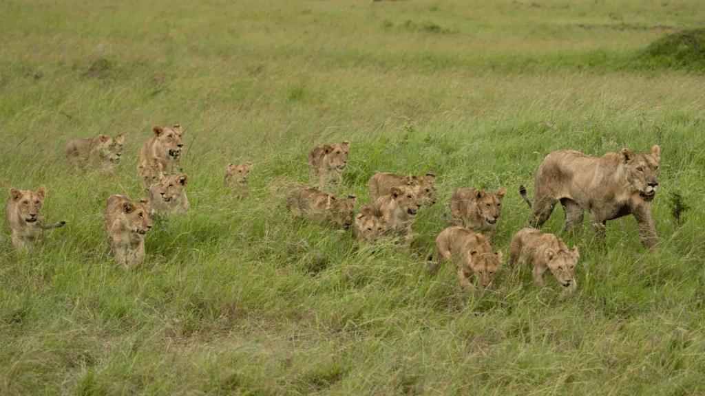 masai mara hotel