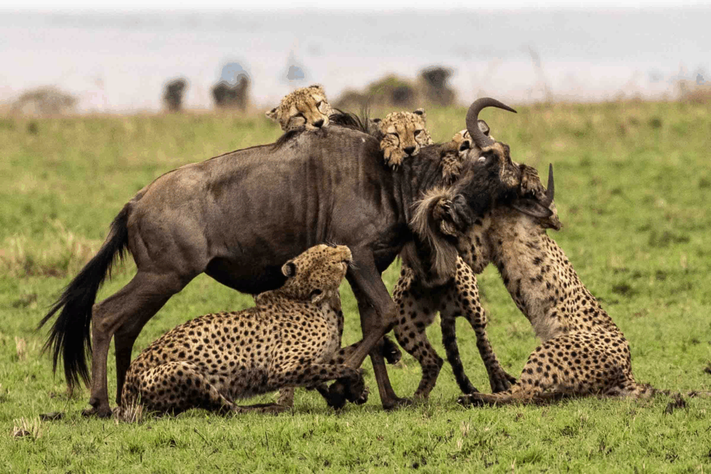 masai mara photography tour packages