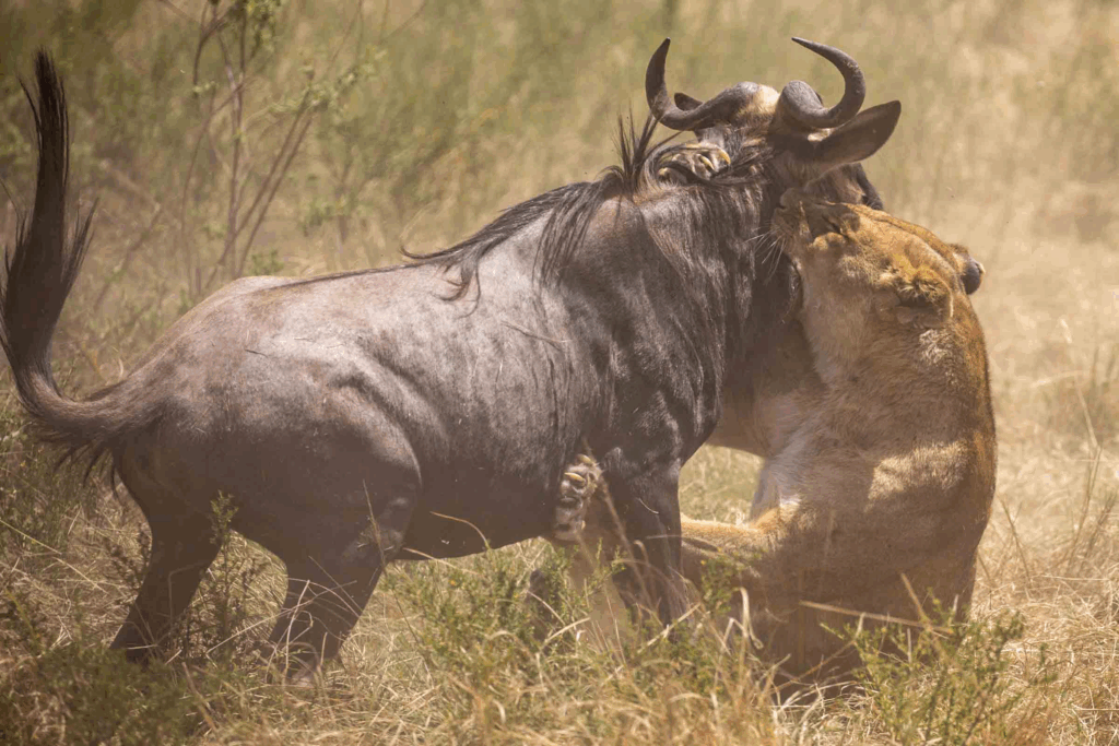 masai mara safari packages