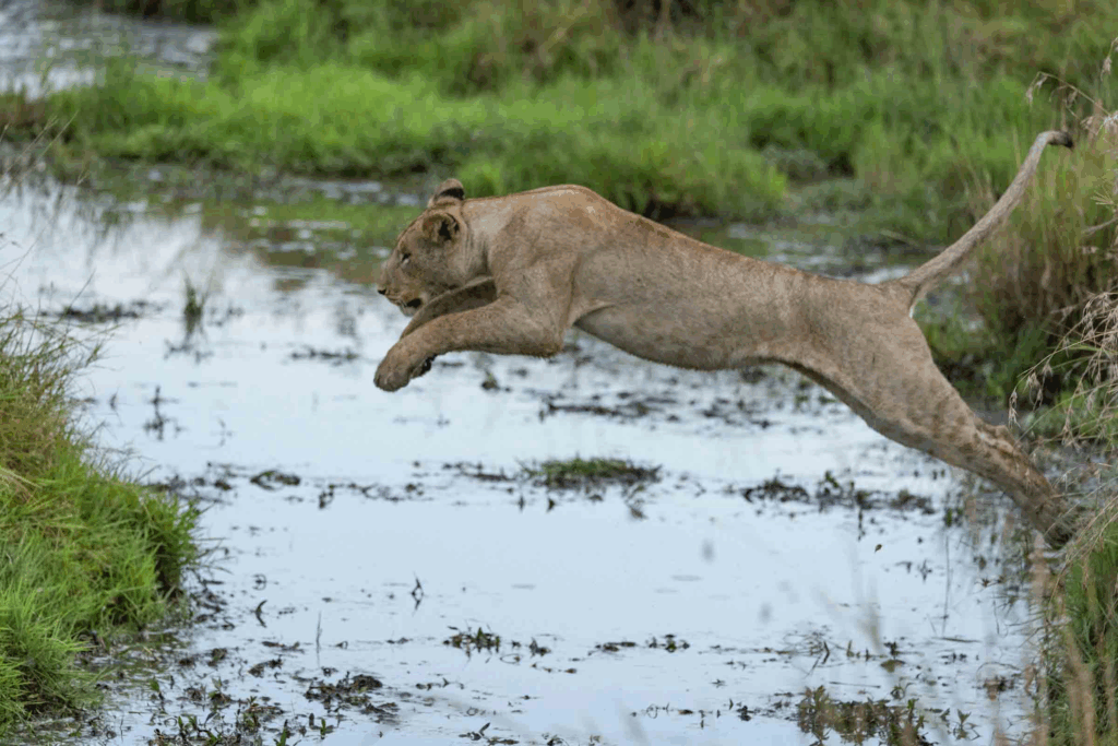 masai mara packages