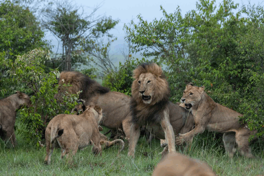 masai mara safari packages