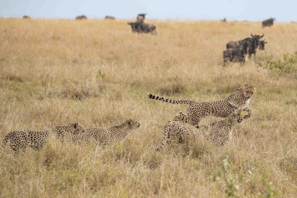 Masai mara safari packages