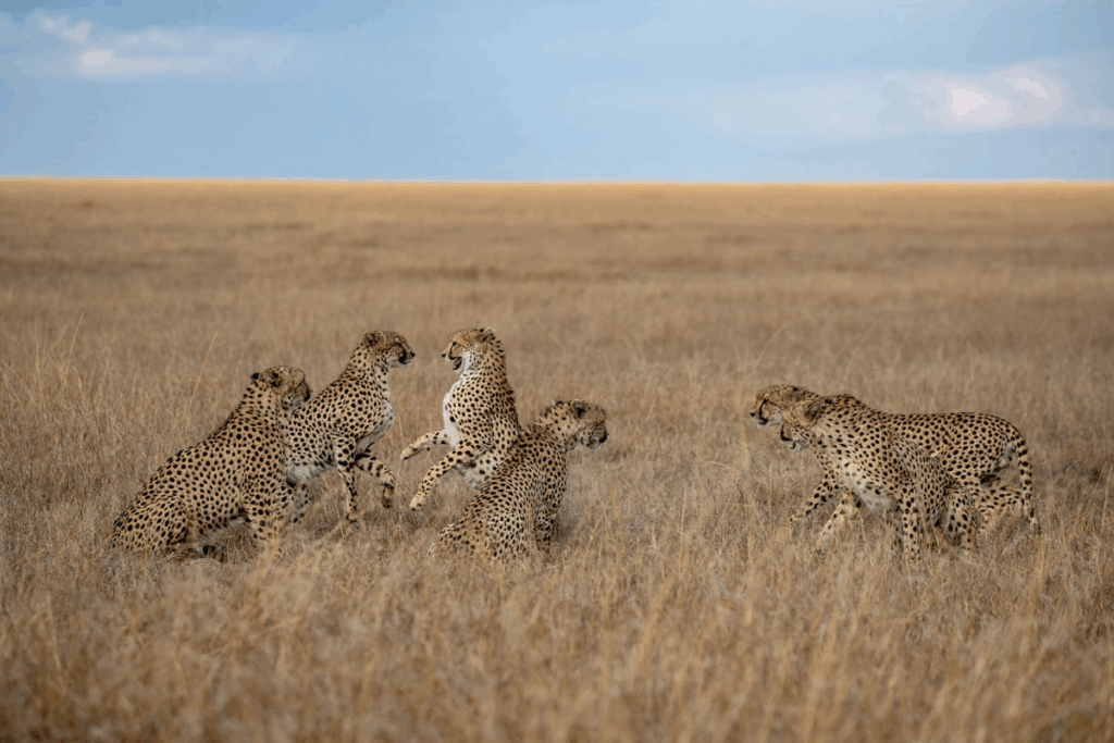 Masai Mara photography tour