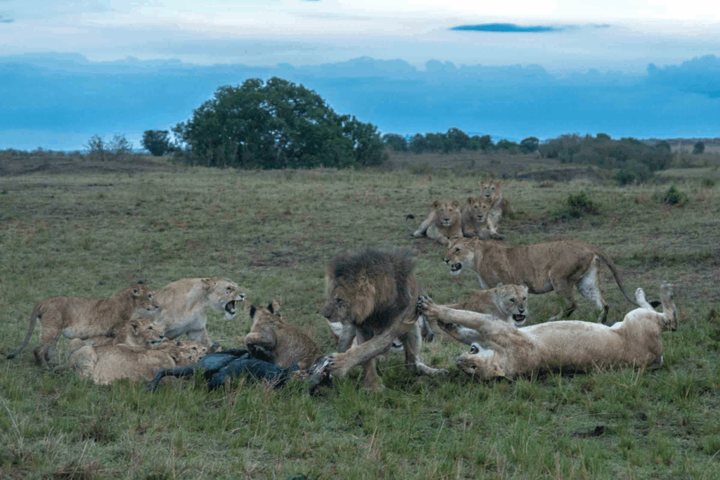 masai mara safari packages