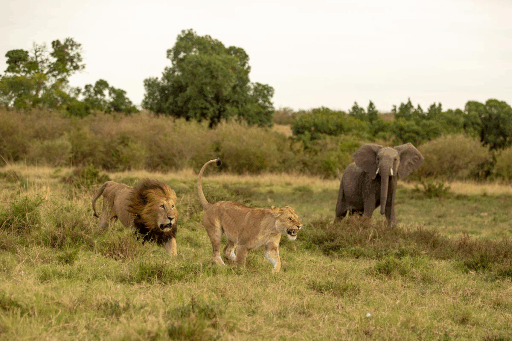 masai mara hotel