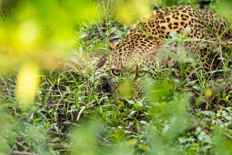masai mara safari packages