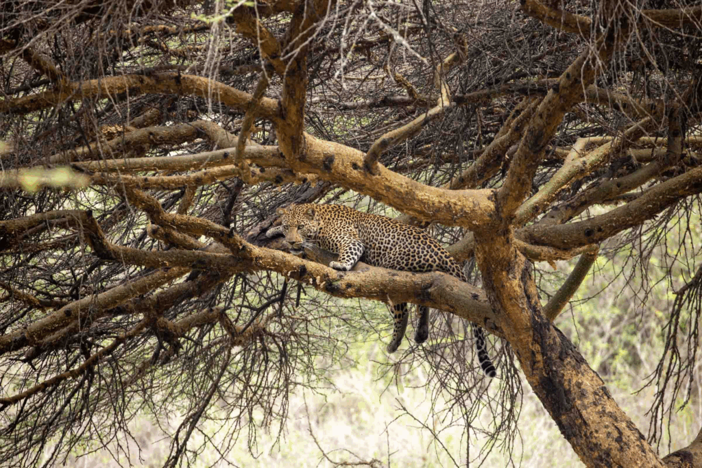 masai mara photography tour