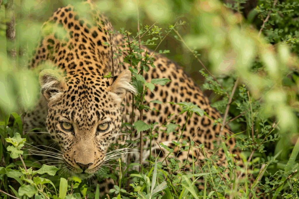 masai mara tour packages