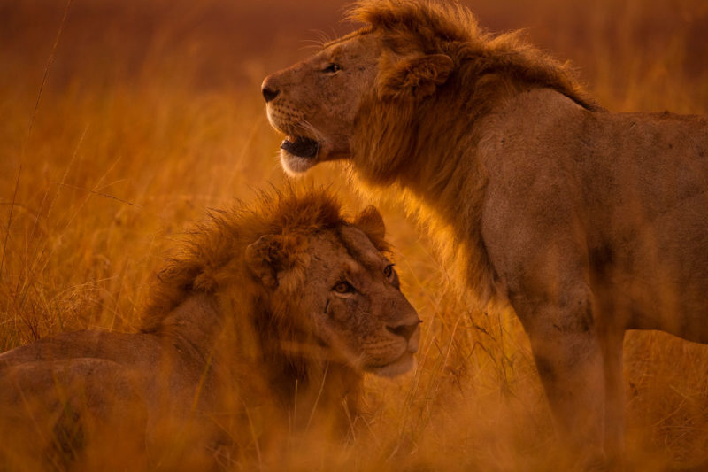 Masai Mara photography tour packages