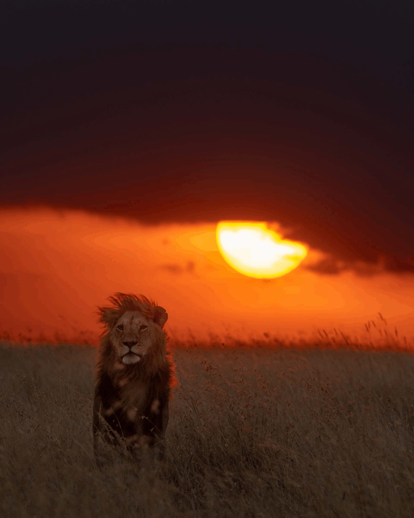 Masai Mara photography tour packages
